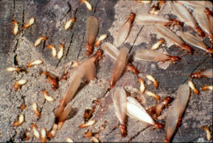 termites swarming